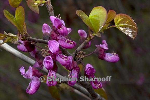 cercis occidentalis 3 graphic